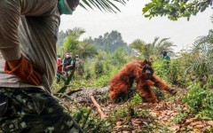 Conservation groups in Indonesia say dozens of endangered orangutans have been rescued from wildfires
