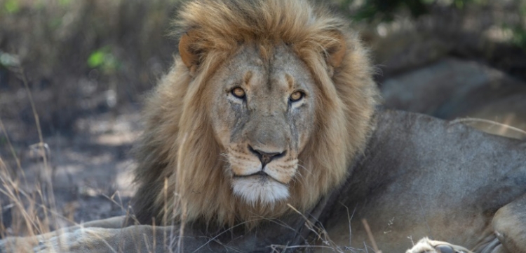 Lion prides in South Africa must be carefully managed to avoid overpopulation and in-breeding