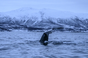  Humpback whale