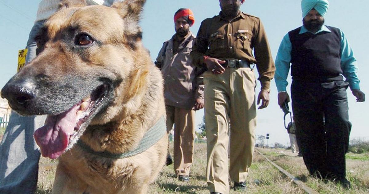 Stray New Delhi dogs to be enlisted for security duty eNCA