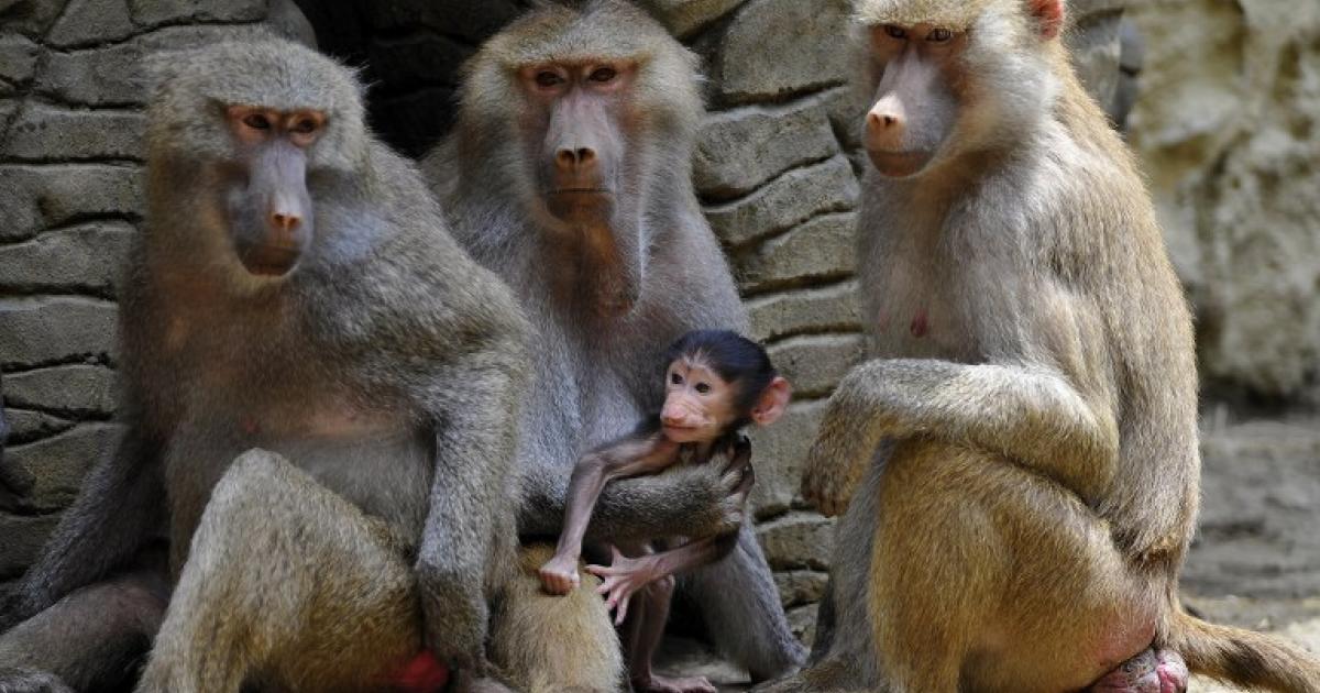 гамадрил люська и компания тайган видео