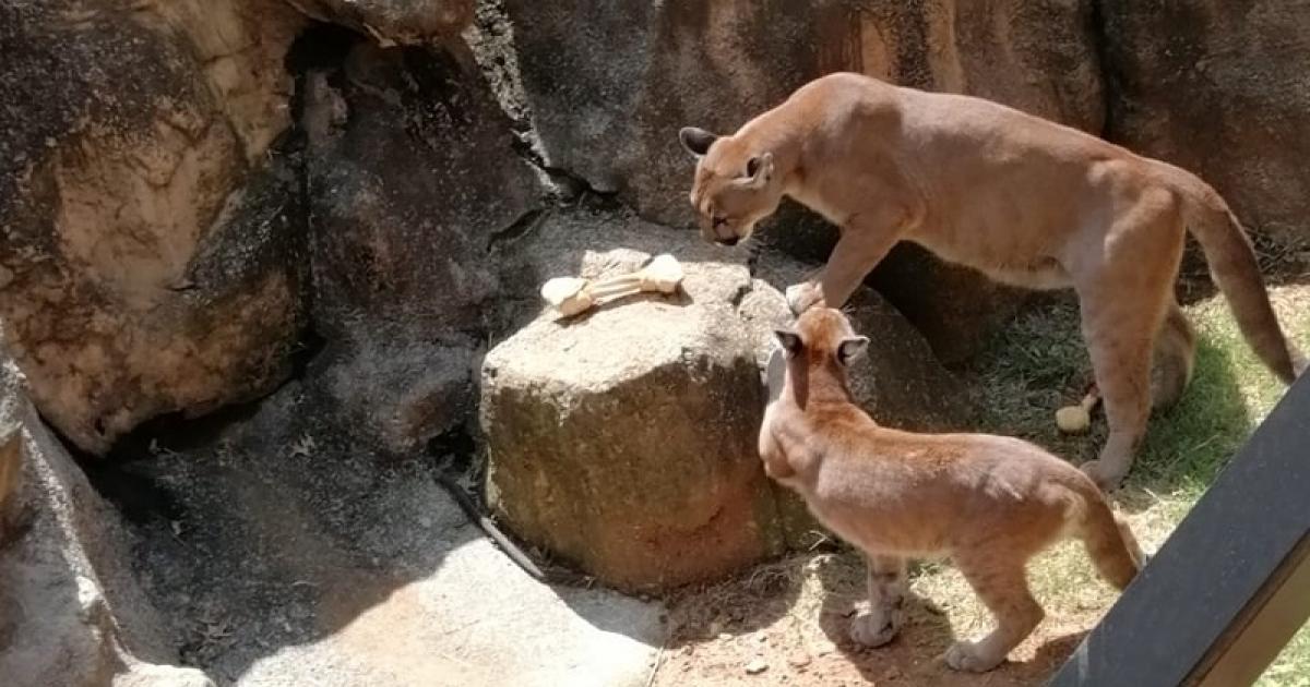 VIDEO: Newbies at Johannesburg Zoo | eNCA
