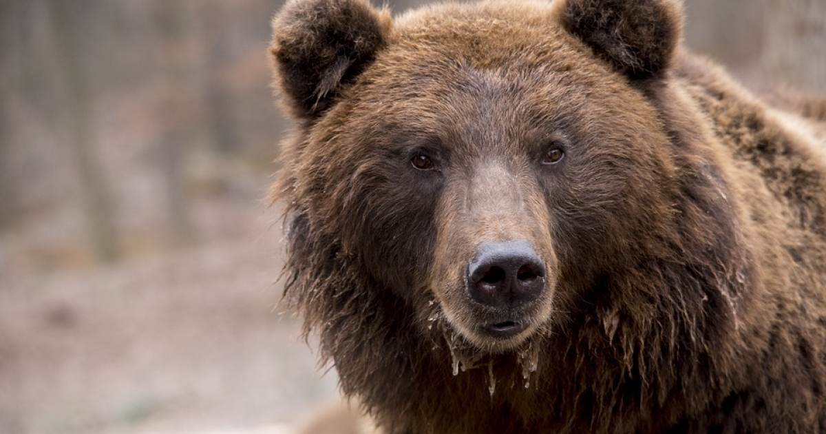 Grizzly challenge: TV show 'pits man vs bear' | eNCA