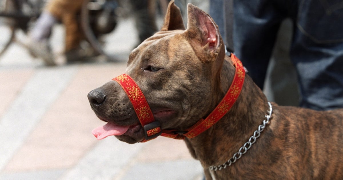 WATCH Should Pitbulls be banned? eNCA