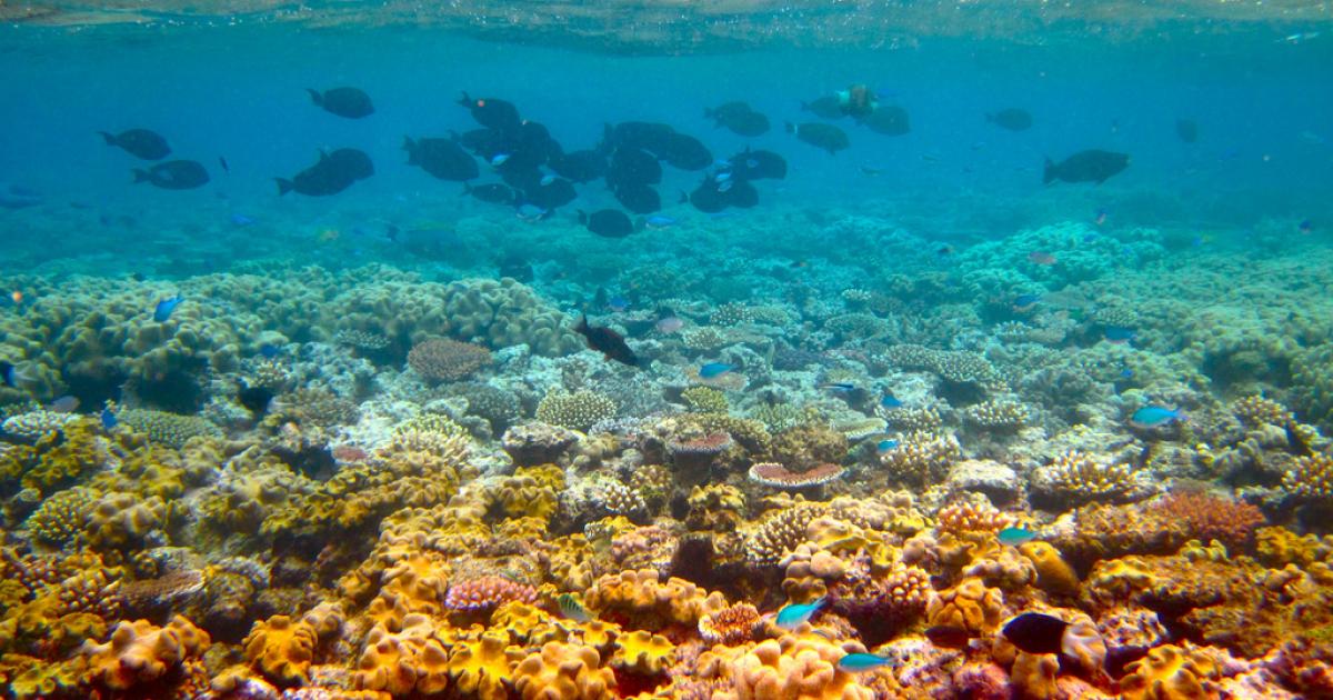 Scientists Battle Starfish In Great Barrier Reef ENCA