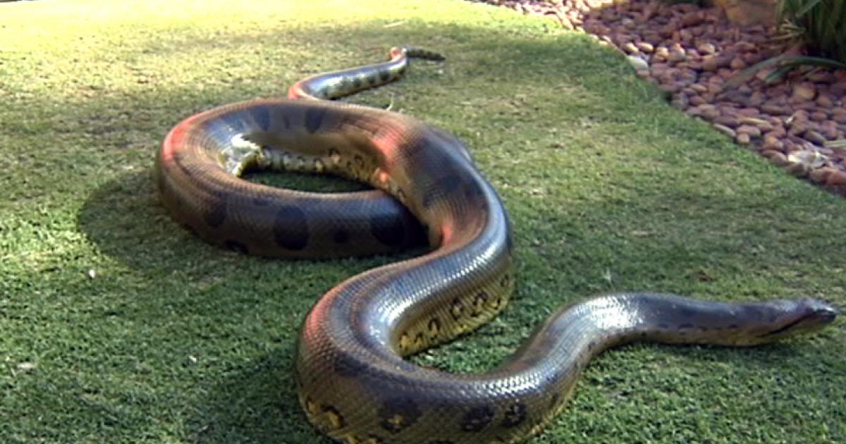 largest anaconda on record