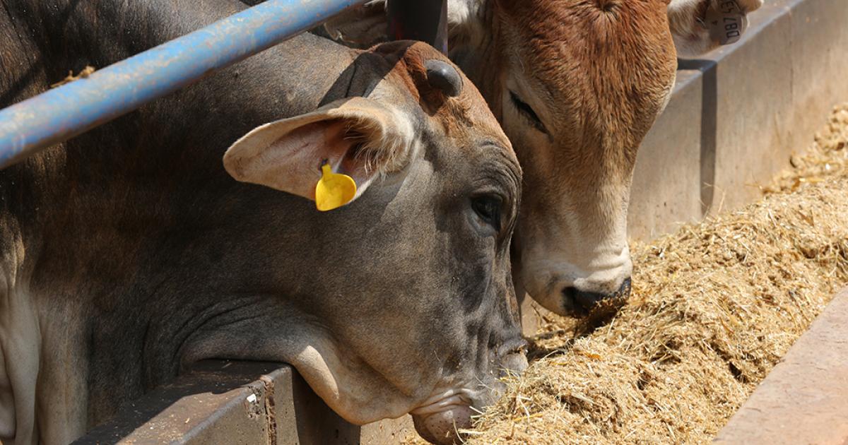 KZN Stock Theft Syndicates Feeding On Farmers Livelihoods ENCA