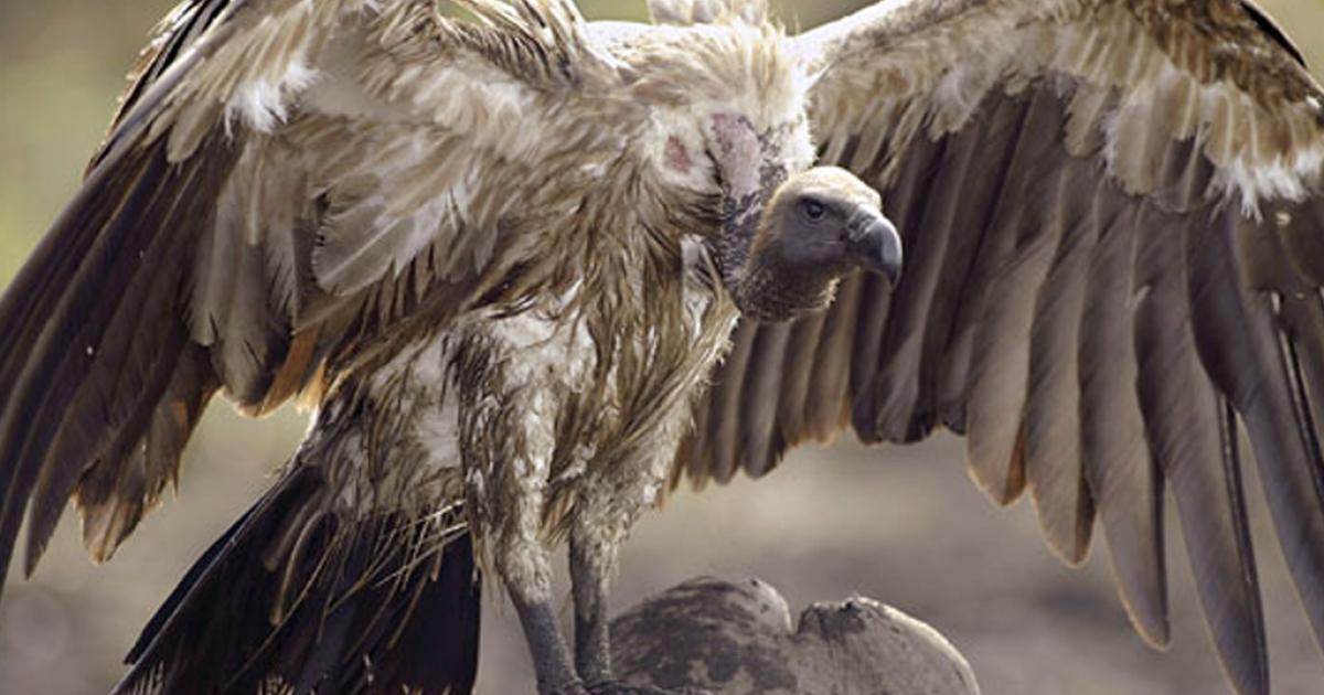 Падальщики Птицы Фото