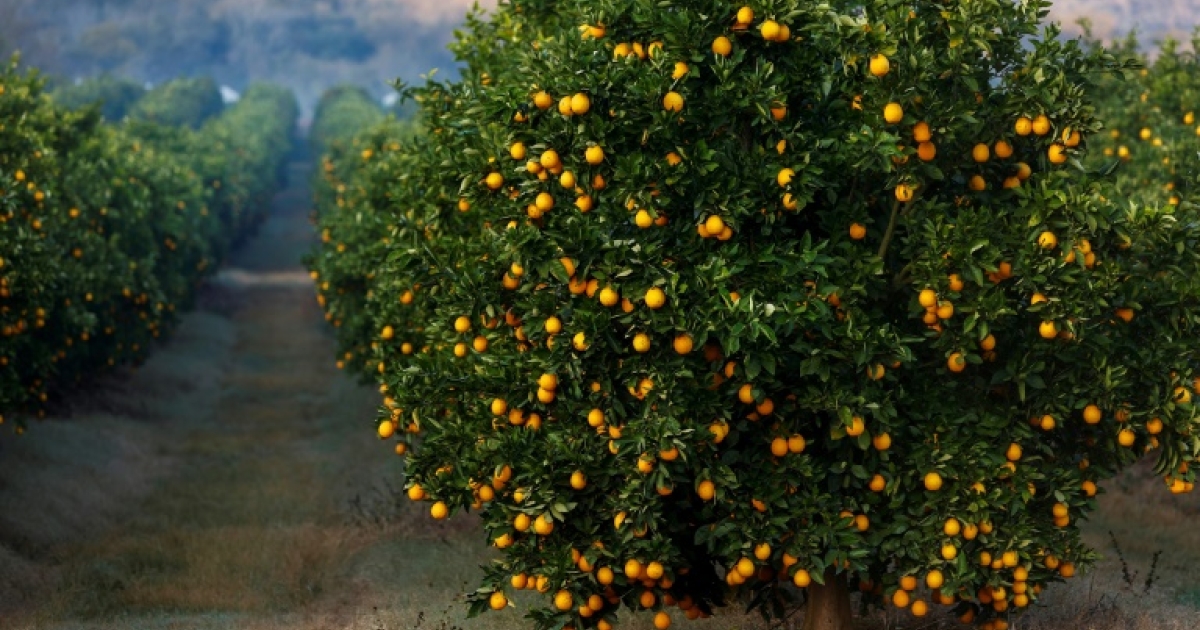 Tonnes of fruit stranded in EU, SA battle of oranges - eNCA