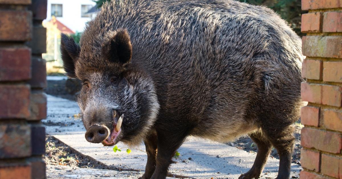 Woman killed by Wild Boar in rare Vietnam attack eNCA