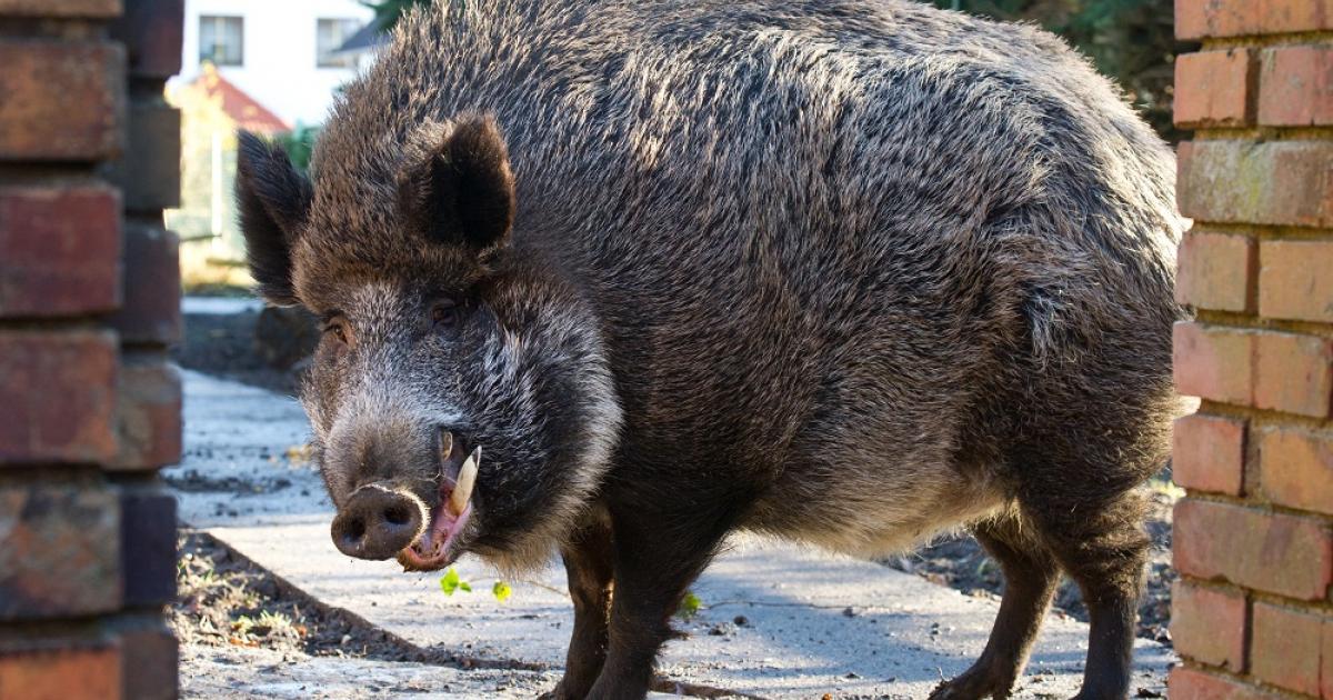 Wild boar in Bavaria show high levels of radioactivity | eNCA