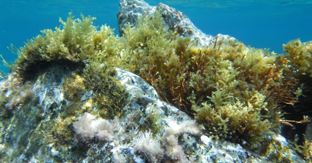 Life found deep beneath ocean floor | eNCA