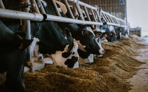 File: Cows eating soybean meal. Pat Batard/Hans Lucas via AFP
