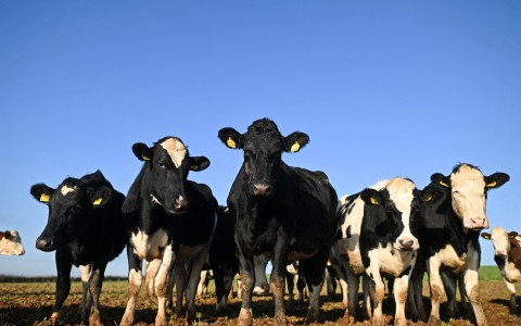 File: A herd of dairy cows. AFP/Justin Tallis