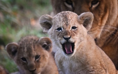 SAPS clerk charged over attempt to sell lion cubs