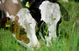 File: Cows graze on a meadow 