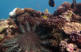 This undated handout picture received from the Institute for Marine and Antartic Studies on November 2, 2020, shows a crown of Thorns Starfish at Swains Reef, part of the Great Barrier Reef off the east coast of Australia in the South Pacific Ocean. 