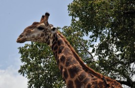 File: A giraffe in the Kruger National Park near Nelspruit, South Africa.