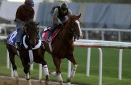 Workout jockeys ride Saudi horses Al-Morhij (L) and Lelah Dorak, owned by King Abdullah Bin Abdel Aziz sons, during early morning traning in Nad al-Sheba racecourse in Dubai, on March 25, 2009, ahead of the 6 million dollar March 28 Dubai World Cup equestrian race.