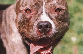 Pitbull
