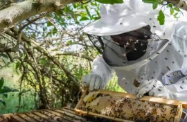Vuyo Myoli, who has worked as a seasonal actor, is now producing honey in the streets of the Cape Town township. (eNCA\Screenshot)