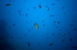 In the Mediterranean Sea, up to 90 percent of sounds in a given recording might be unidentified