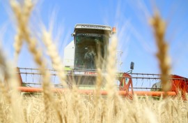 In 2019 and 2020 wheat harvests had reached five million tonnes, enough to guarantee "self-sufficiency" for Iraq but now the country will need to important wheat, according to the agriculture ministry