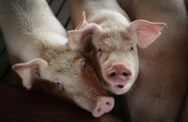 While consumer inflation slowed to 0.7 percent last month, the price of pork jumped almost 10 percent