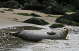 Fishing nets are a hazard for seals