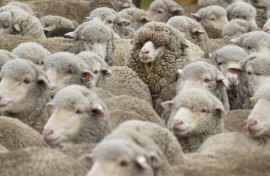 File: A flock of sheep. AFP/William West