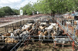 The directors of 'Patrol' say it is often not possile to check the origin of beef from Nicaragua back to its farm, as the traceability process is too opaque