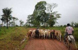 Under an experiment started in 2020, dozens of Guaviare farmers have moved their cattle to smaller enclosures and implemented rotational pasture, returning vast swathes of land to nature and replanting lost forest