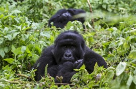 A post-mortem examination has been performed on the four mountain gorillas who died on 3 February in Mgahinga National Park in southwest Uganda.