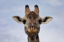 File: A closeup of a giraffe. Wikimedia Commons/Markrosenrosen
