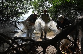 Members of the CODDEFFAGOL remove nets entangled in the mangrove roots that cause pollution and endanger wildlife on the island of Los Pajaros. AFP/Orlando Sierra