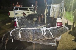 Rescuers captured a 3.3m crocodile. IPSS Search and Rescue
