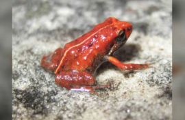 amfibiese diere 