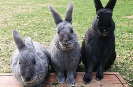 Rabbits