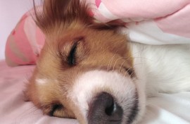 SUSSIE