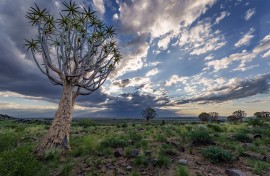 Quiver tree or kokerboom Kenhardt in Northern Cape, South Africa. 