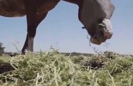 AGRICULTURE