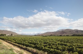 Rows of vines in mid-summer, new Roberton, Cape Winelands, Western Cape, South Africa.