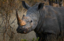 File: White rhinoceros or square-lipped rhinoceros or rhino. Roger de La Harpe/Biosphoto via AFP