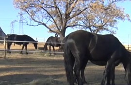 Horse