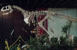 File: A generic Abelisaur skeleton. Wikimedia Commons/Eurritimia