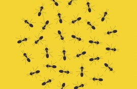 File: Ants.