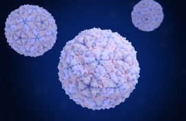 File: Illustration of foot and mouth disease virus (FMDV, pink and purple) particles. This highly contagious virus infects cattle, pigs, and sheep and many cloven-hoofed wildlife species. It causes painful lesions to appear in the mouth and feet which may lead to loss of appetite and lameness. 