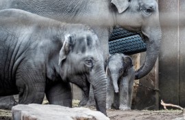 A newborn female elephant calf reacts next other Asian elephants. AFP/Ida Marie Odgaard/Ritzau Scanpix 