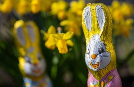 File: Chocolate Easter bunnies stand in a garden between blooming daffodils in sunny weather.