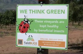 A wine farm is setting predator bugs on its bugs.